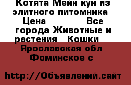 Котята Мейн-кун из элитного питомника › Цена ­ 20 000 - Все города Животные и растения » Кошки   . Ярославская обл.,Фоминское с.